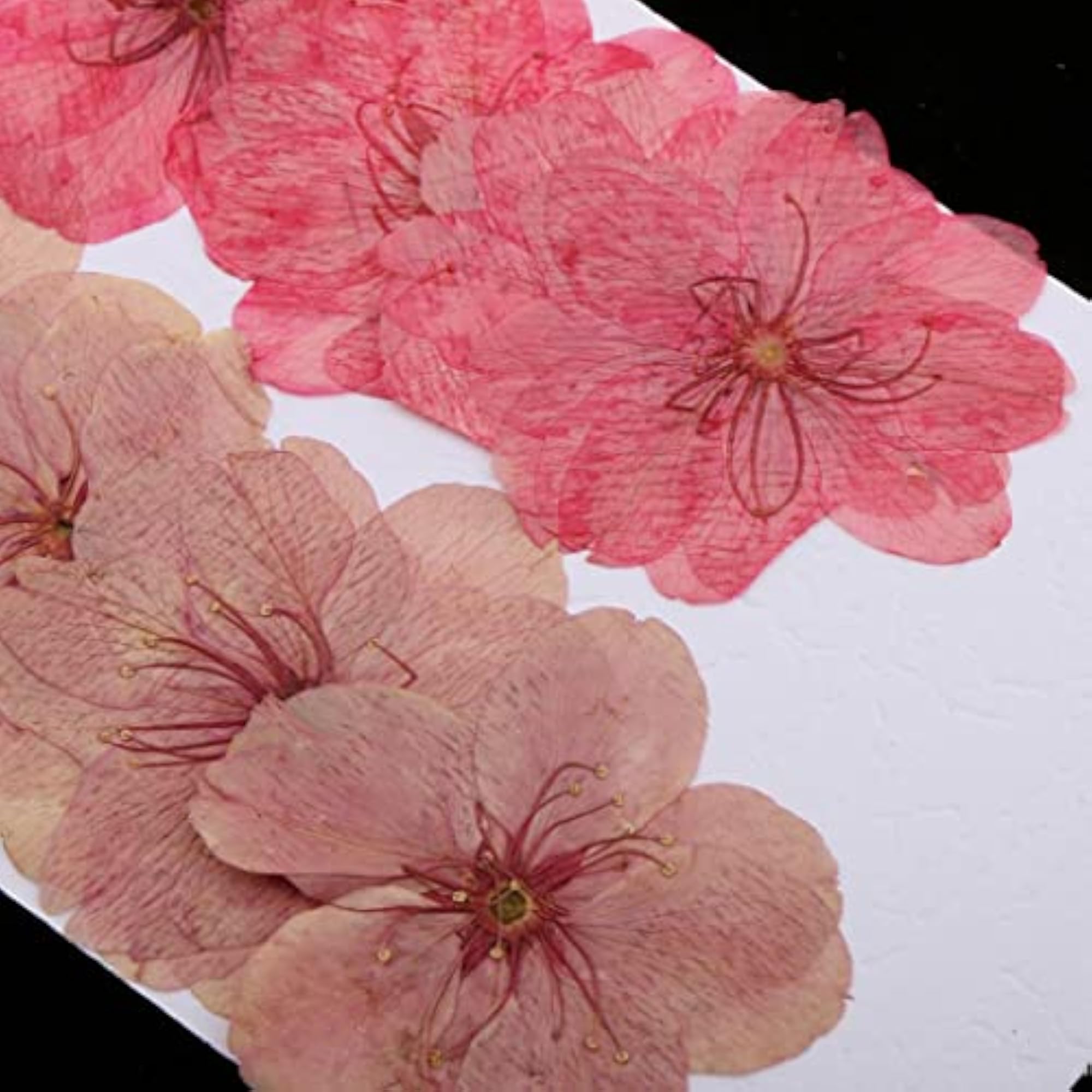 Mixed Color Pressed Dried Sakura Flowers for Art Craft